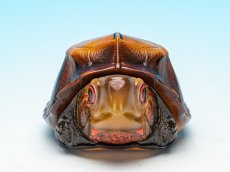 画像4: ヒラセガメ (4)