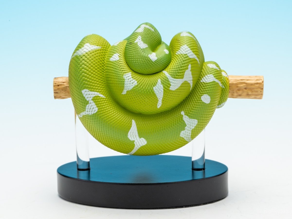 画像6: エメラルドツリーボア (6)