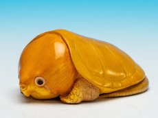 画像5: オオアタマガメ (5)