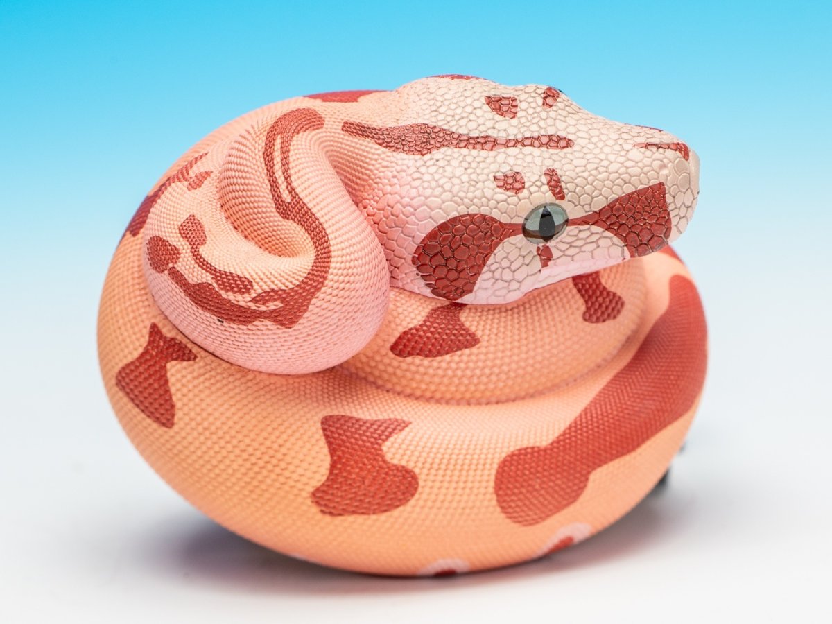 画像10: コロンビアボアコンストリクター (10)