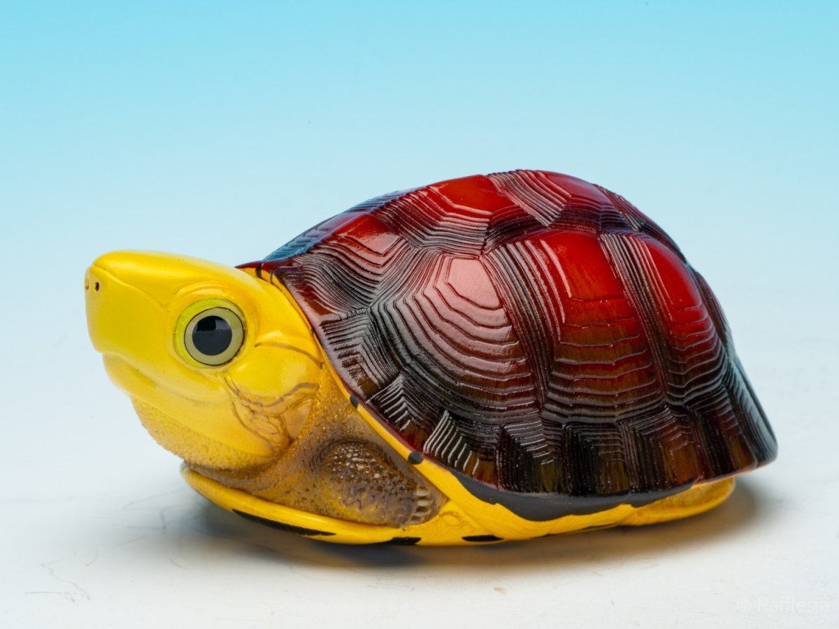 画像5: コガネハコガメ (5)