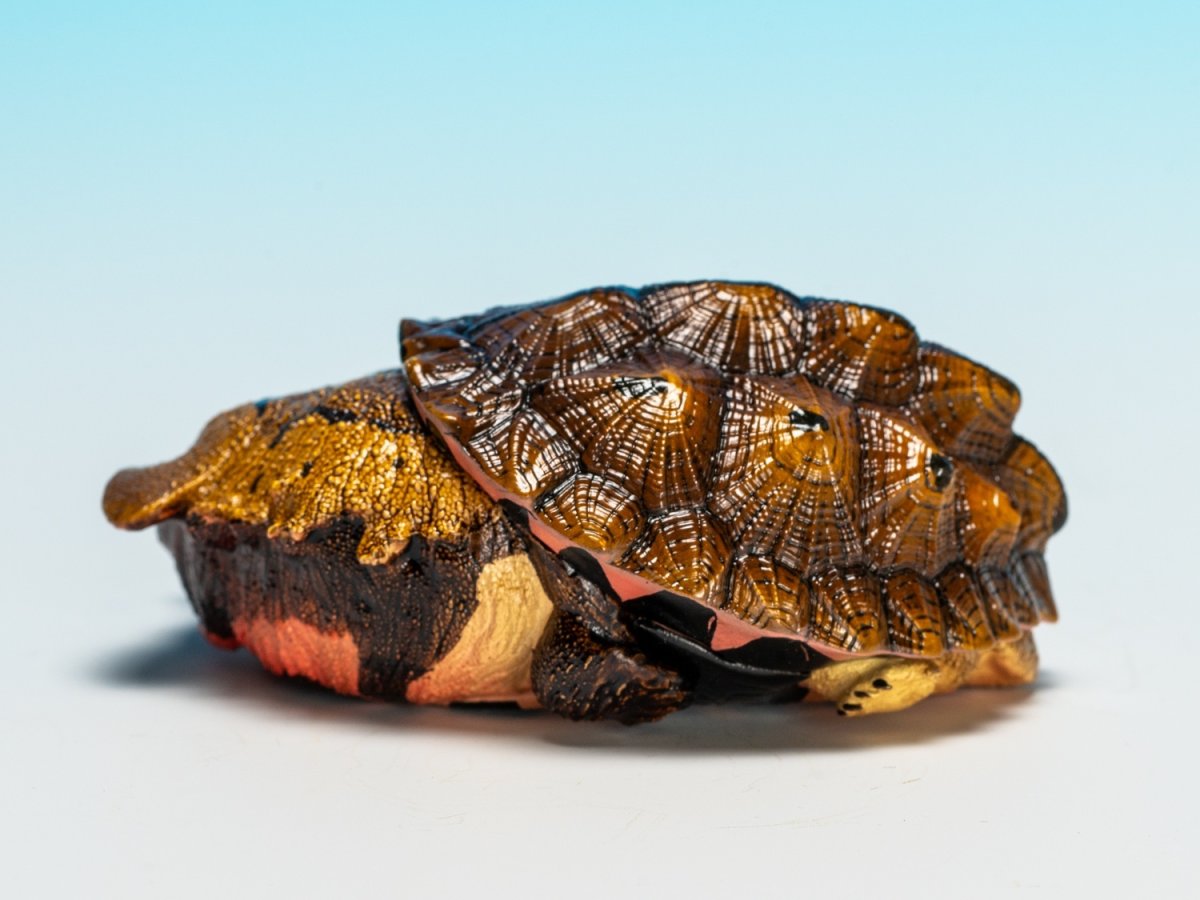 画像4: ブラックマタマタ (4)