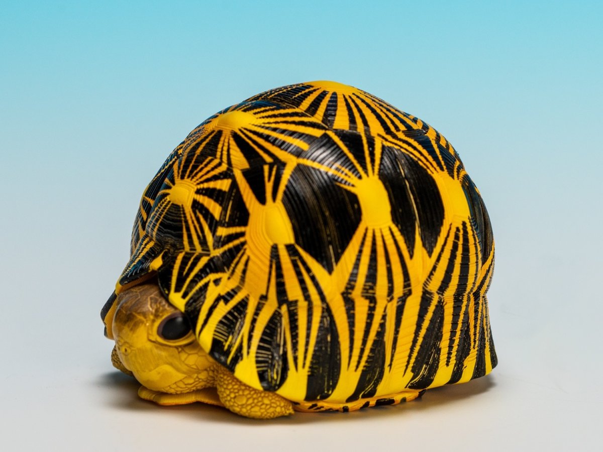 画像6: ホウシャガメ【動画あり】 (6)