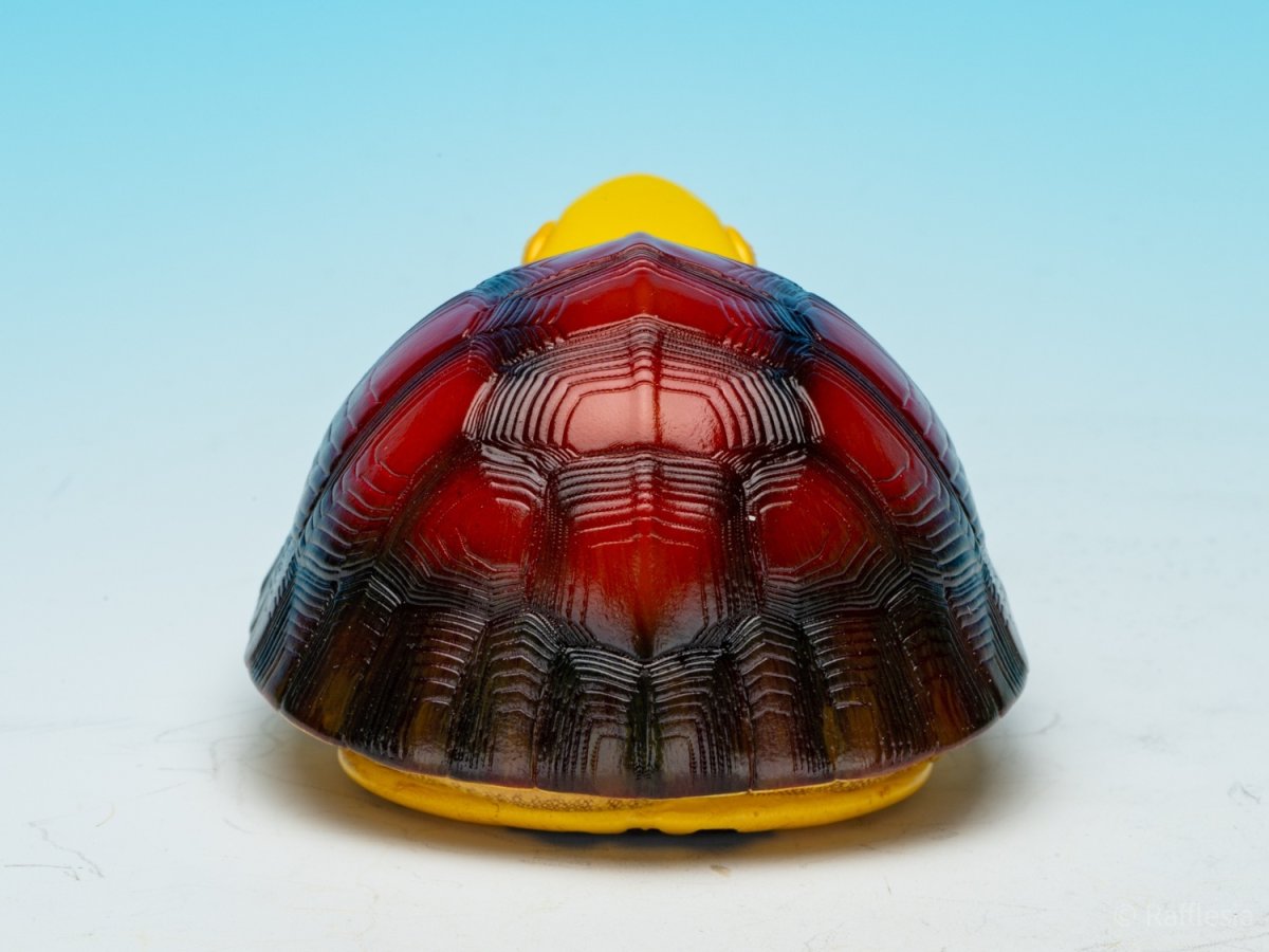 画像8: コガネハコガメ (8)