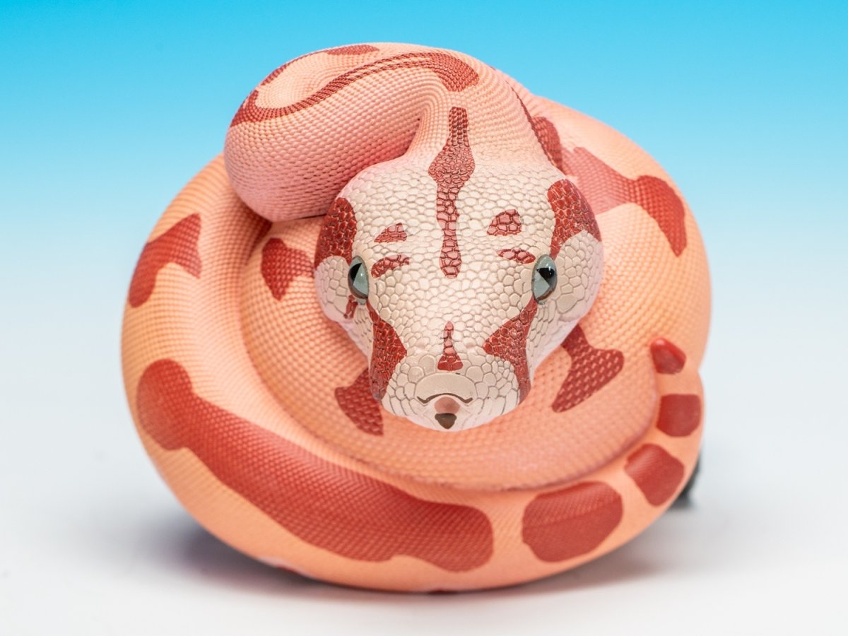 画像7: コロンビアボアコンストリクター (7)