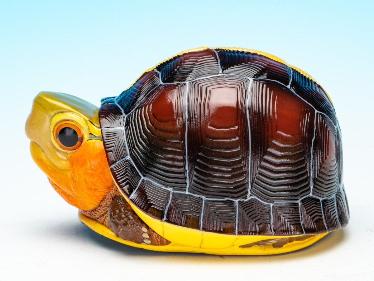 画像4: チュウゴクセマルハコガメ（安縁） (4)