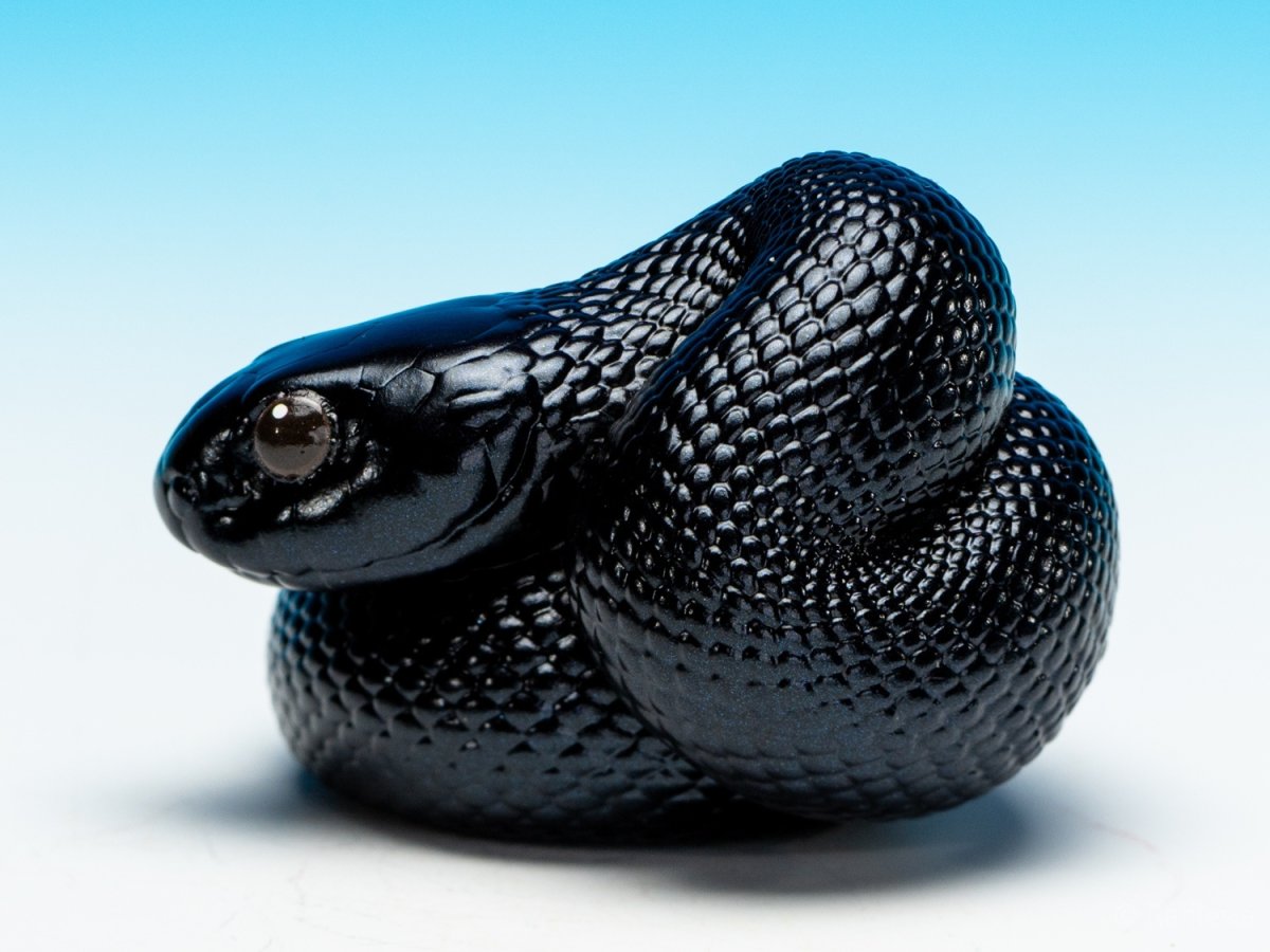 画像6: メキシカンブラックキングスネーク (6)