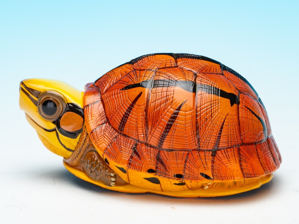 画像4: ミスジハコガメ (4)