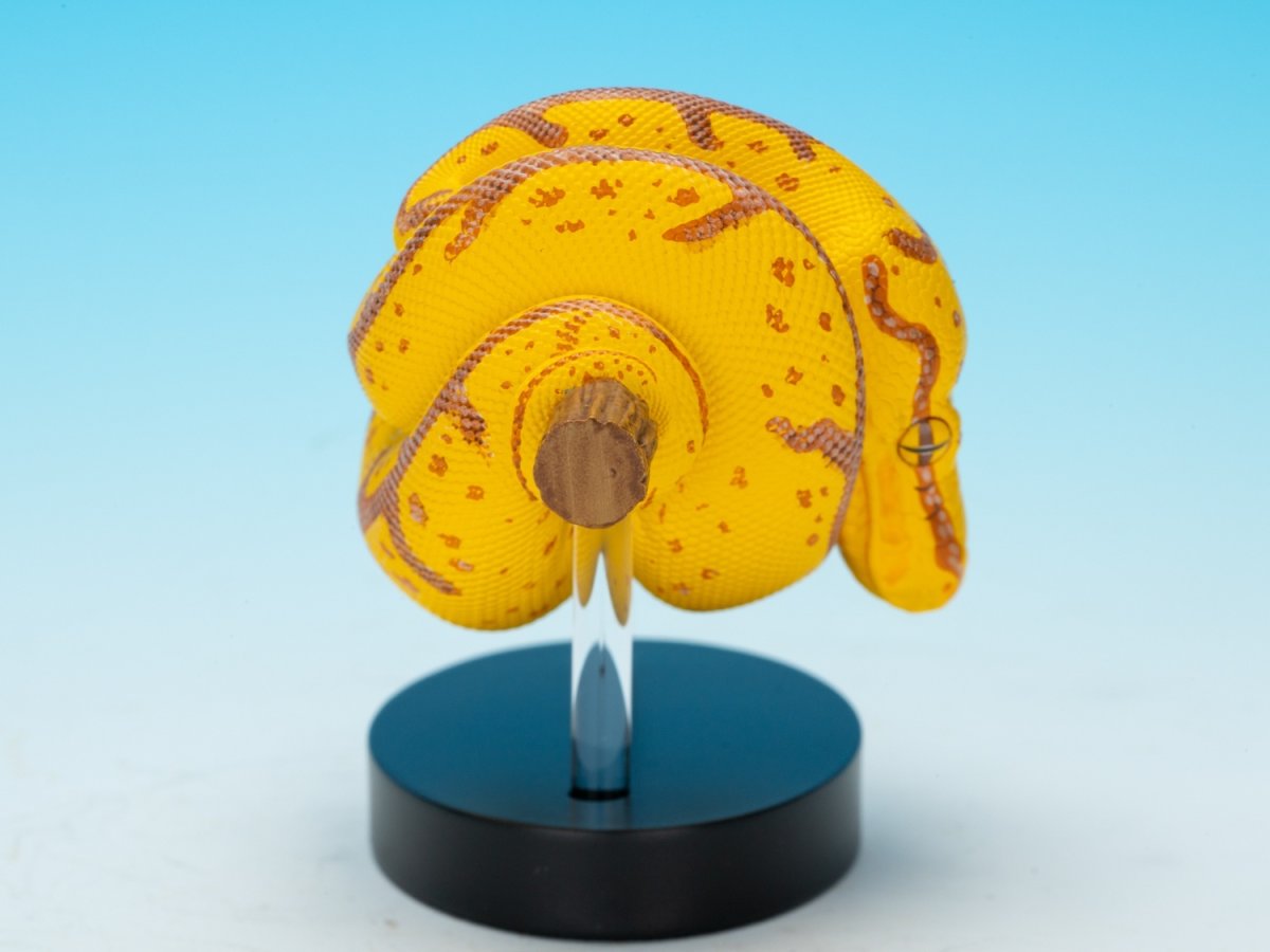 画像5: ミドリニシキヘビ（WF2024限定）【動画あり】 (5)