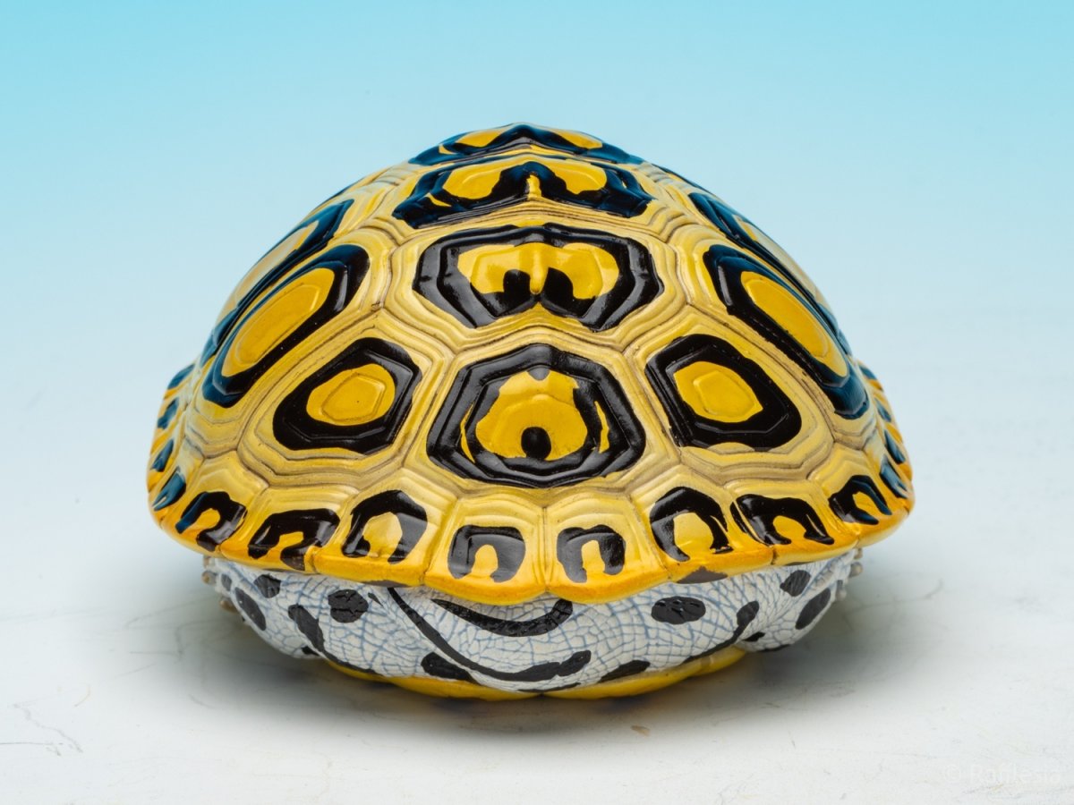 画像6: キスイガメ (6)