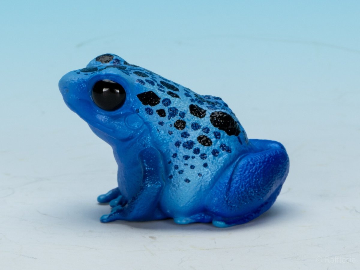 画像6: コバルトヤドクガエル (6)