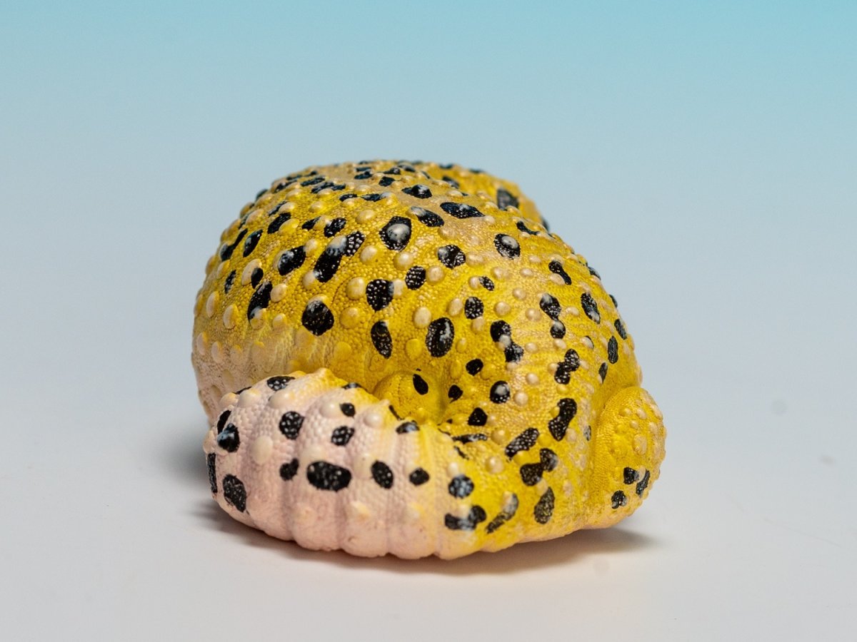 画像3: ヒョウモントカゲモドキ（オリジナル） (3)