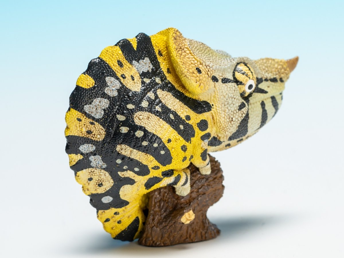 画像3: メラーカメレオン (3)