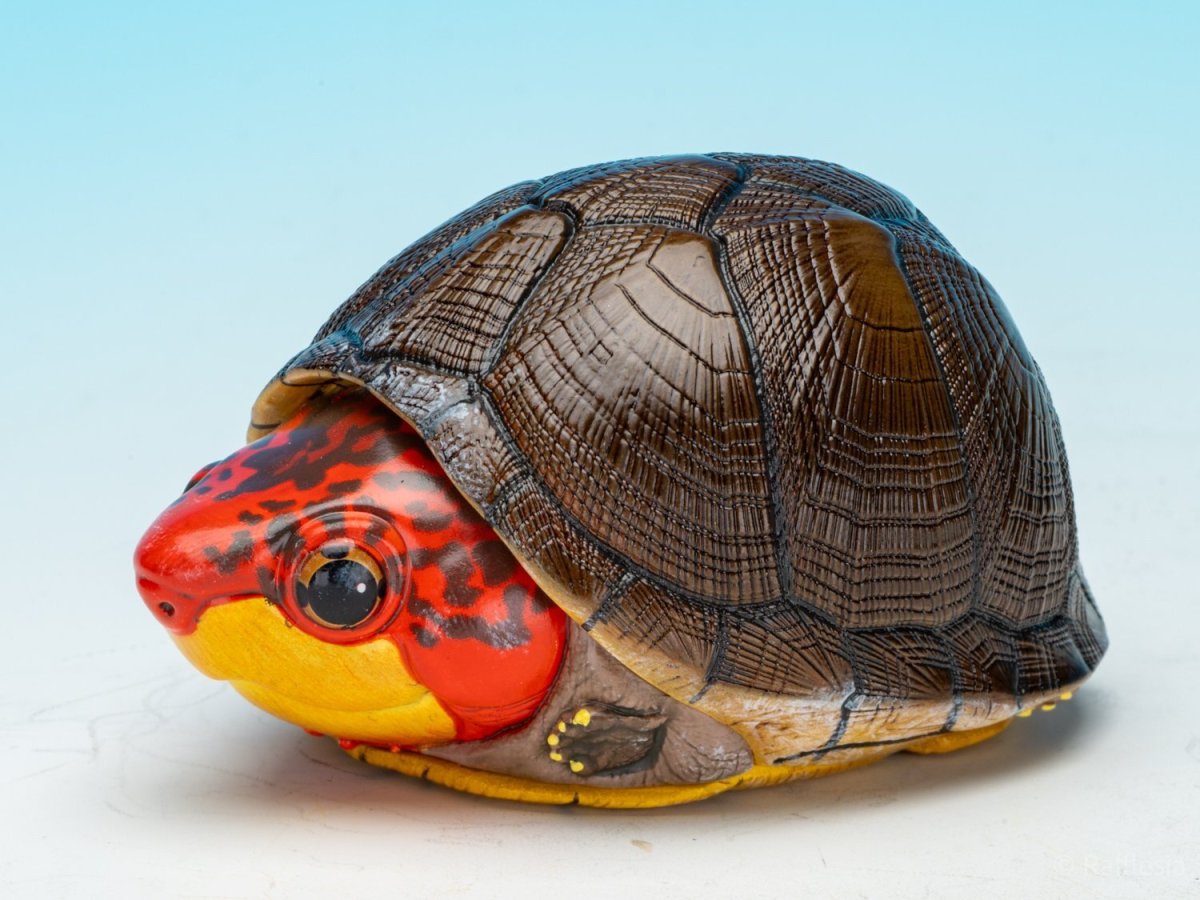 画像3: ホオアカドロガメ (3)