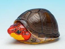 画像3: ホオアカドロガメ (3)