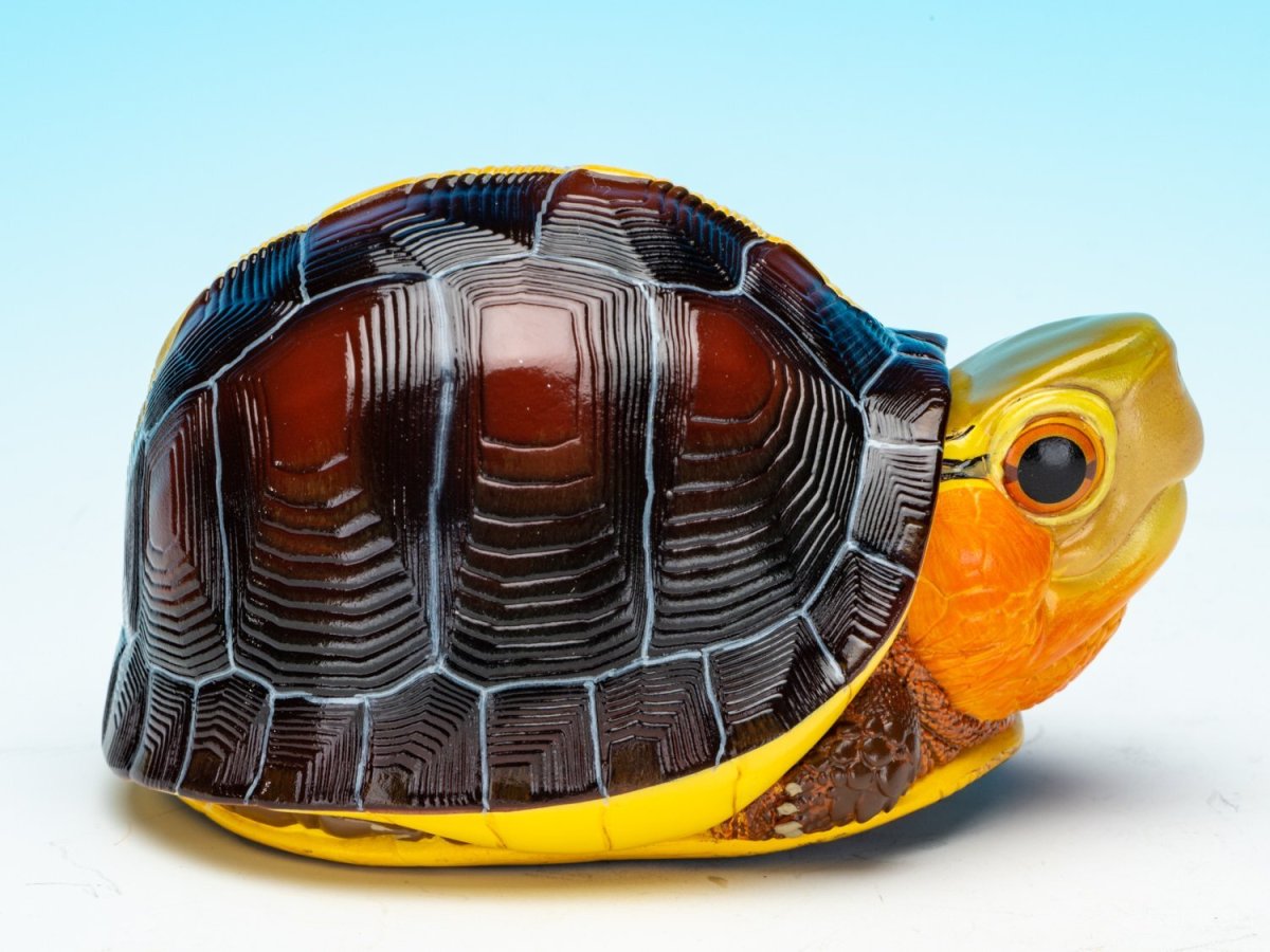 画像8: チュウゴクセマルハコガメ（安縁） (8)