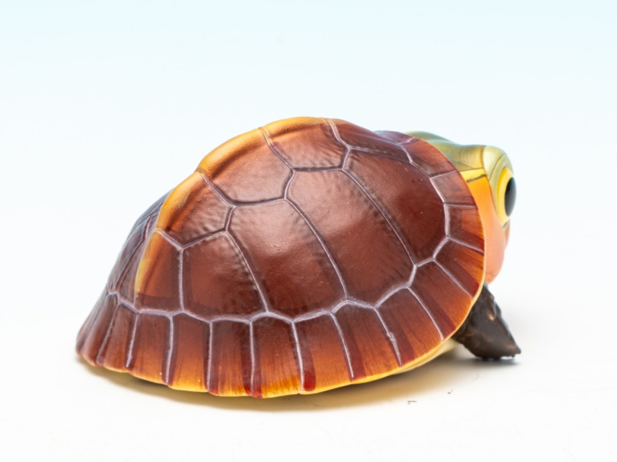 画像8: セマルハコガメ（五周年記念） (8)