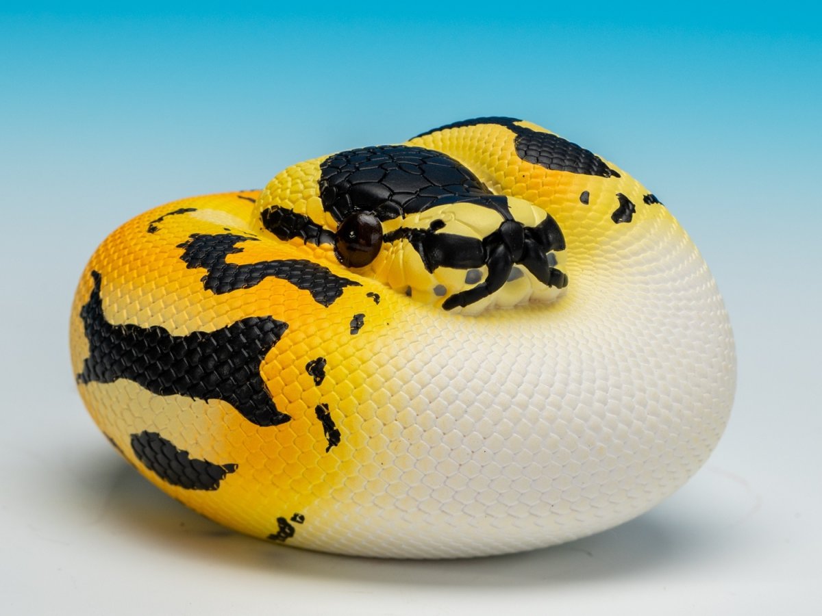 画像2: ボールニシキヘビ (2)