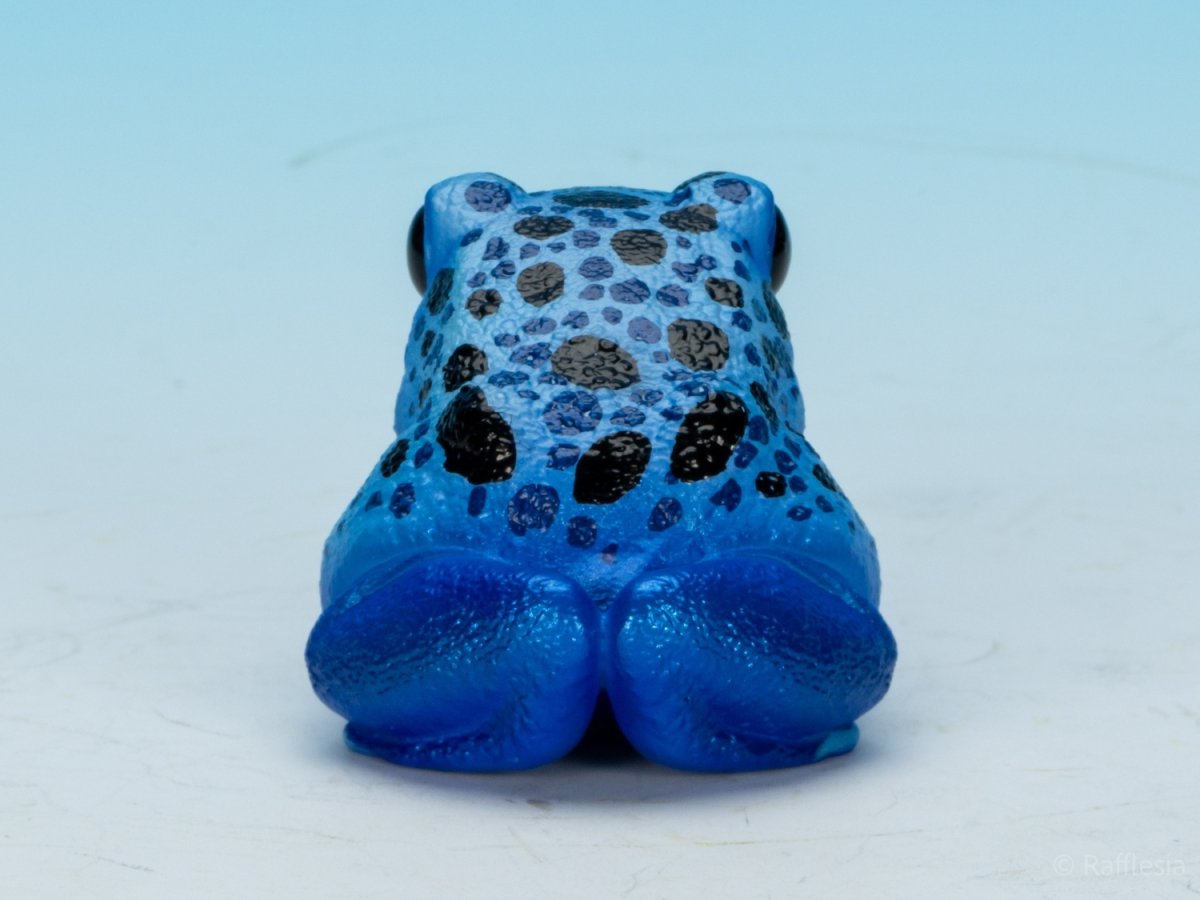 画像4: コバルトヤドクガエル (4)