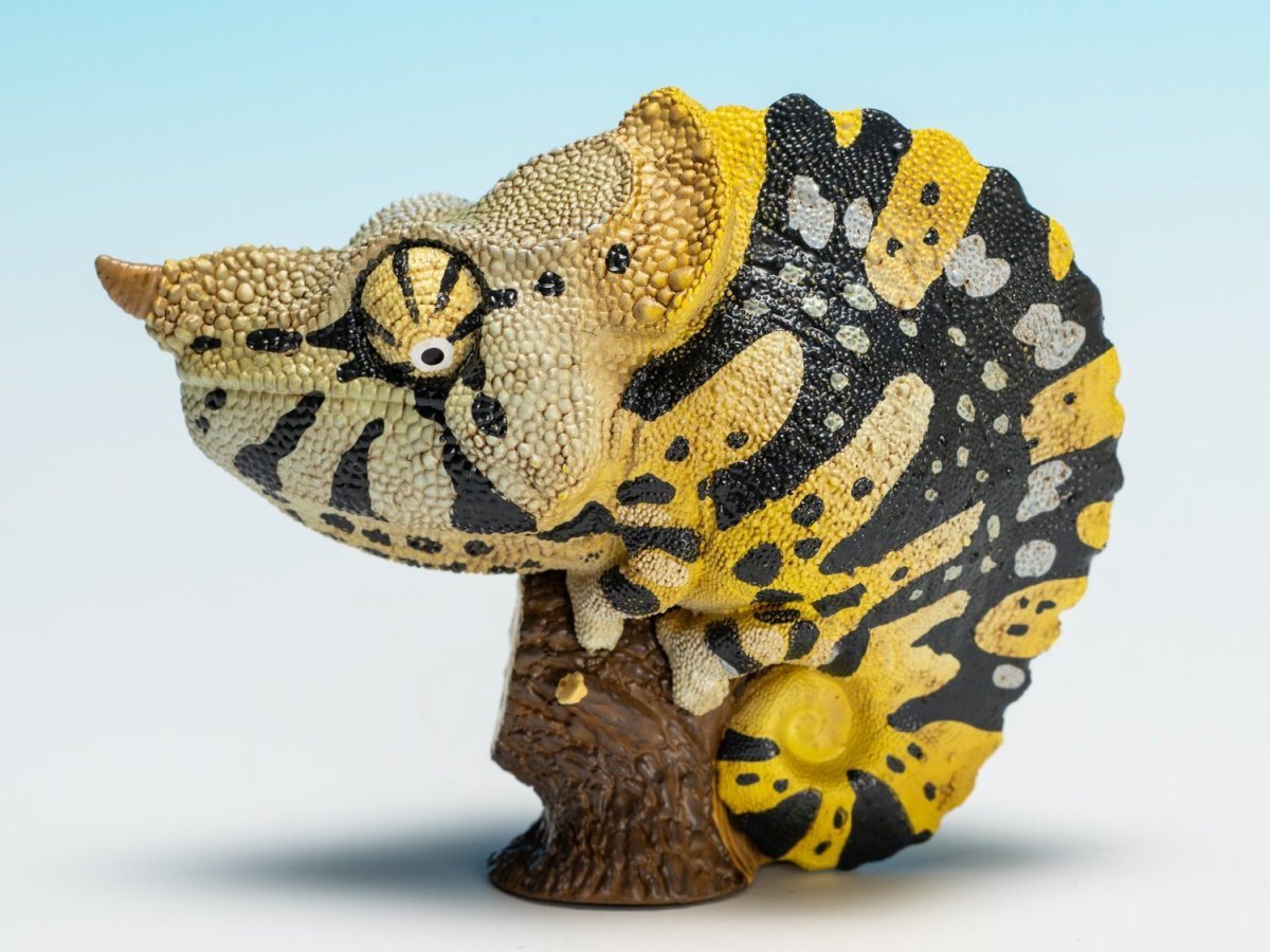 画像6: メラーカメレオン (6)