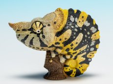 画像6: メラーカメレオン (6)