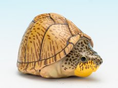画像1: カブトニオイガメ (1)