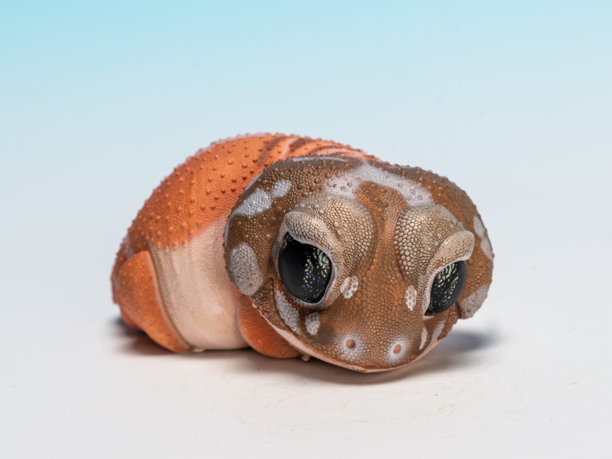 画像8: タマオヤモリ（普通） (8)