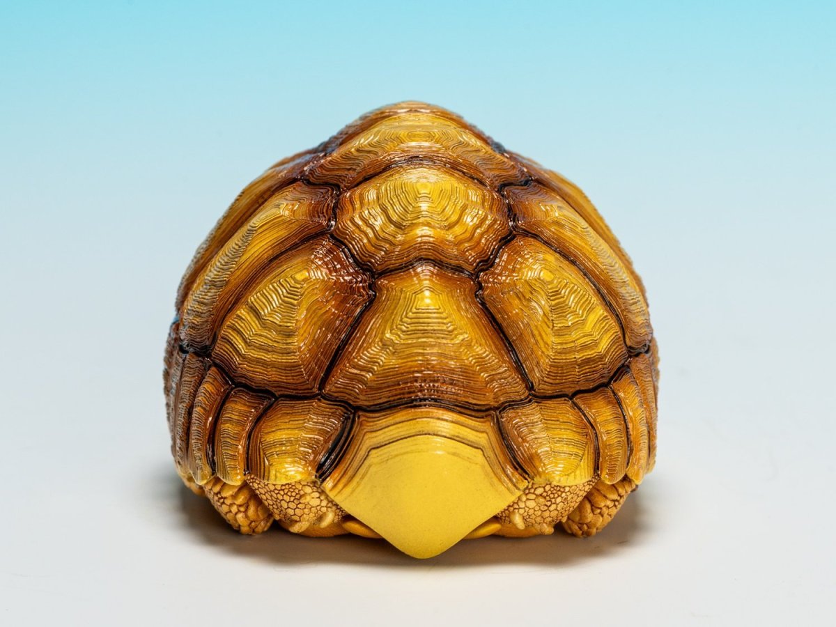 画像3: ケヅメガメ（メス） (3)