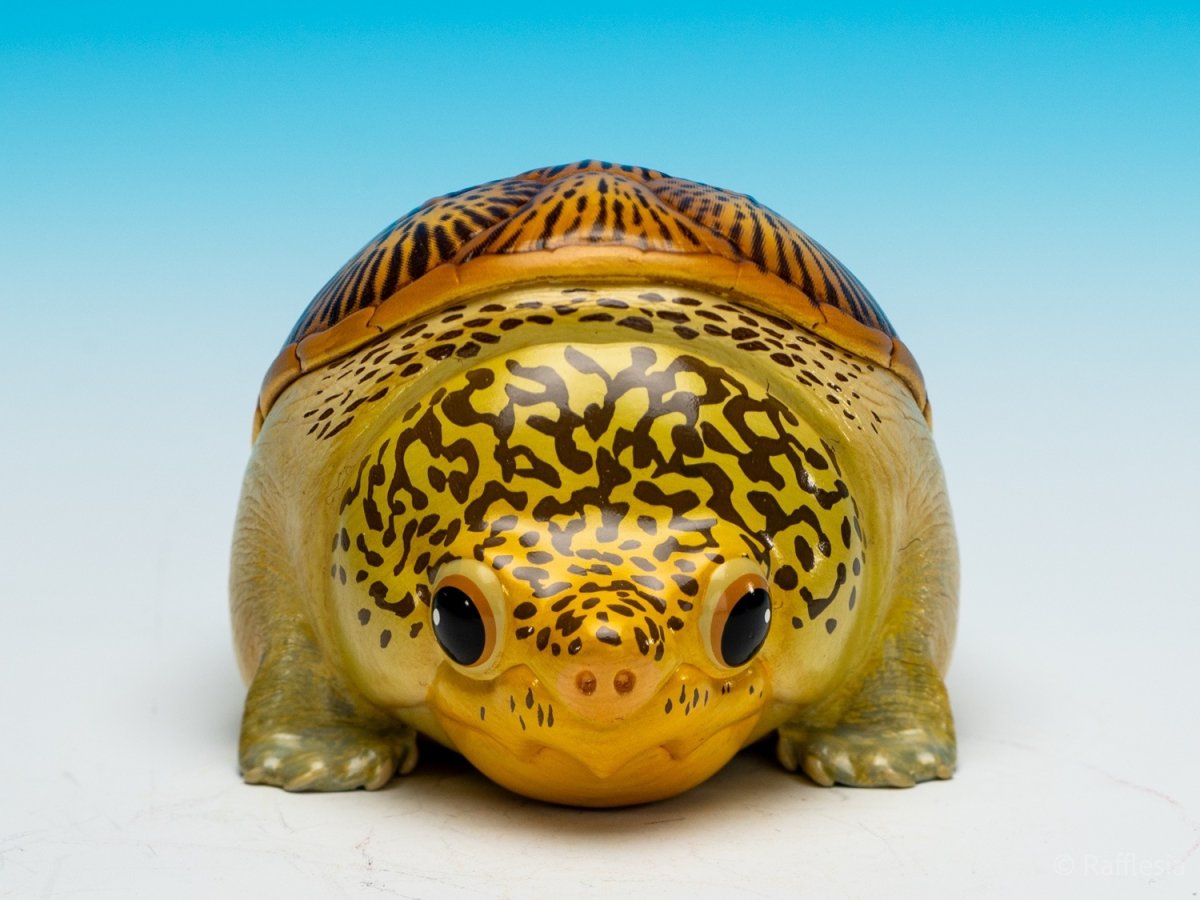 画像2: ハラガケガメ (2)