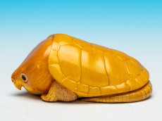 画像6: オオアタマガメ (6)