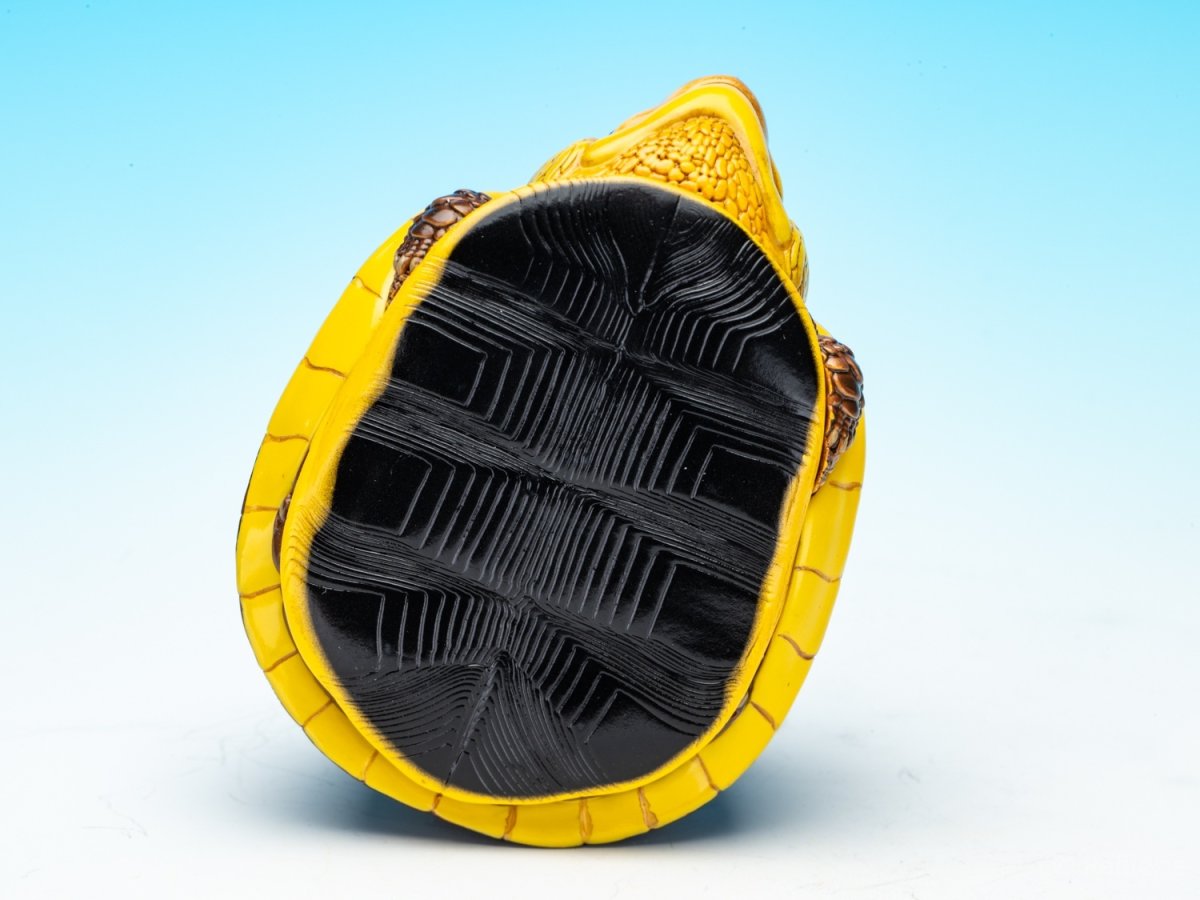 画像9: チュウゴクセマルハコガメ（台湾型） (9)