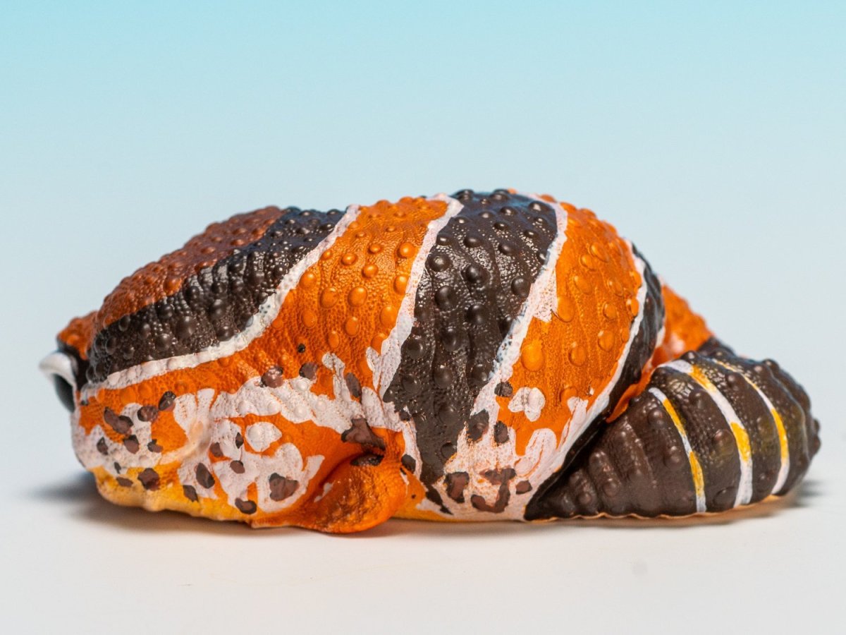 画像3: ニシアフリカトカゲモドキ（日本限定） (3)