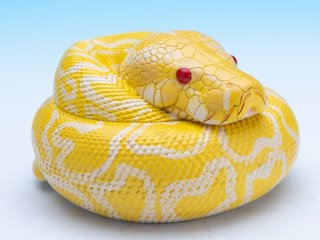 ヘビ - アジアアロワナ専門店ラフレシア
