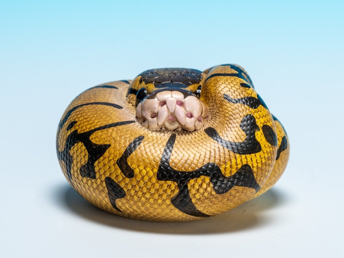 画像6: ボールニシキヘビ（エンチ）【動画あり】 (6)