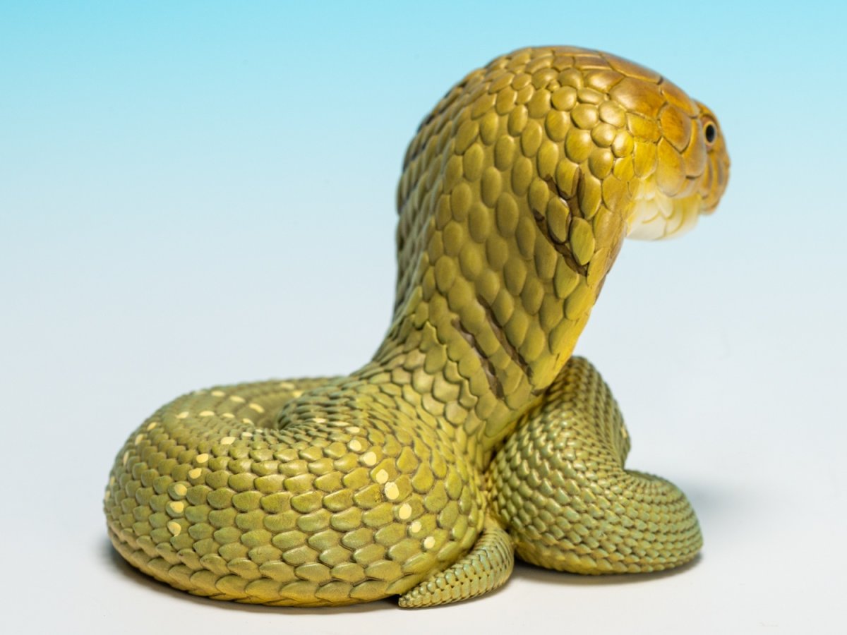 画像3: キングコブラ (3)