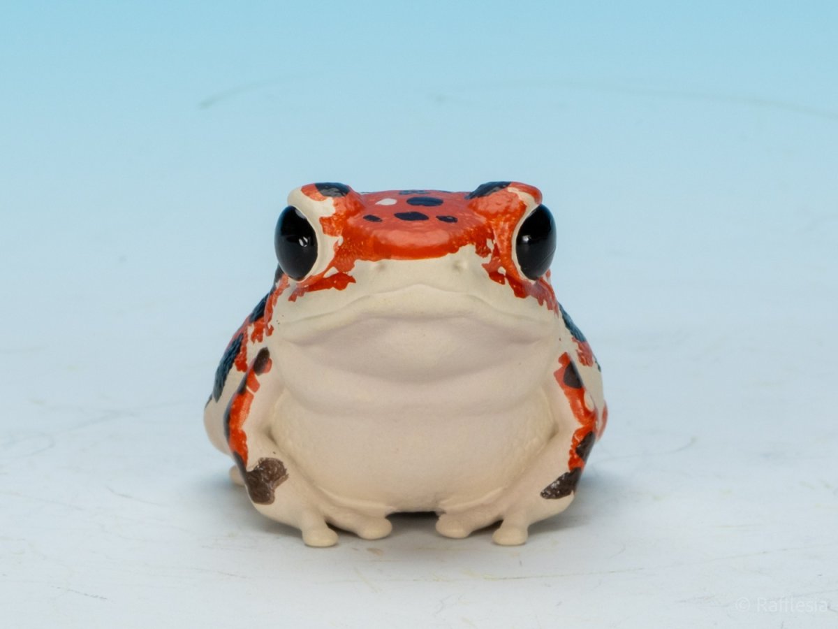 画像8: イチゴヤドクガエル (8)