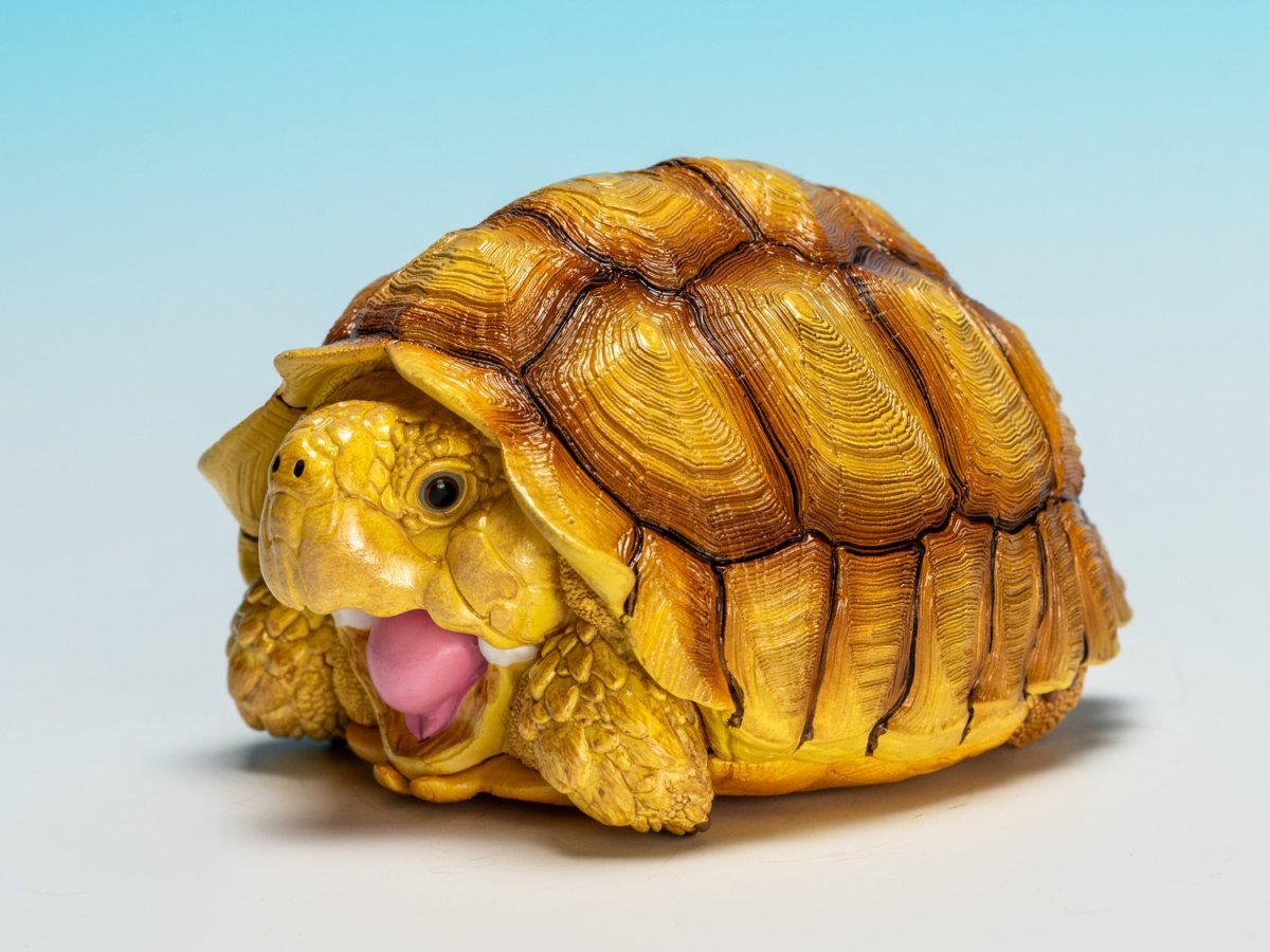 画像5: ケヅメガメ（メス） (5)