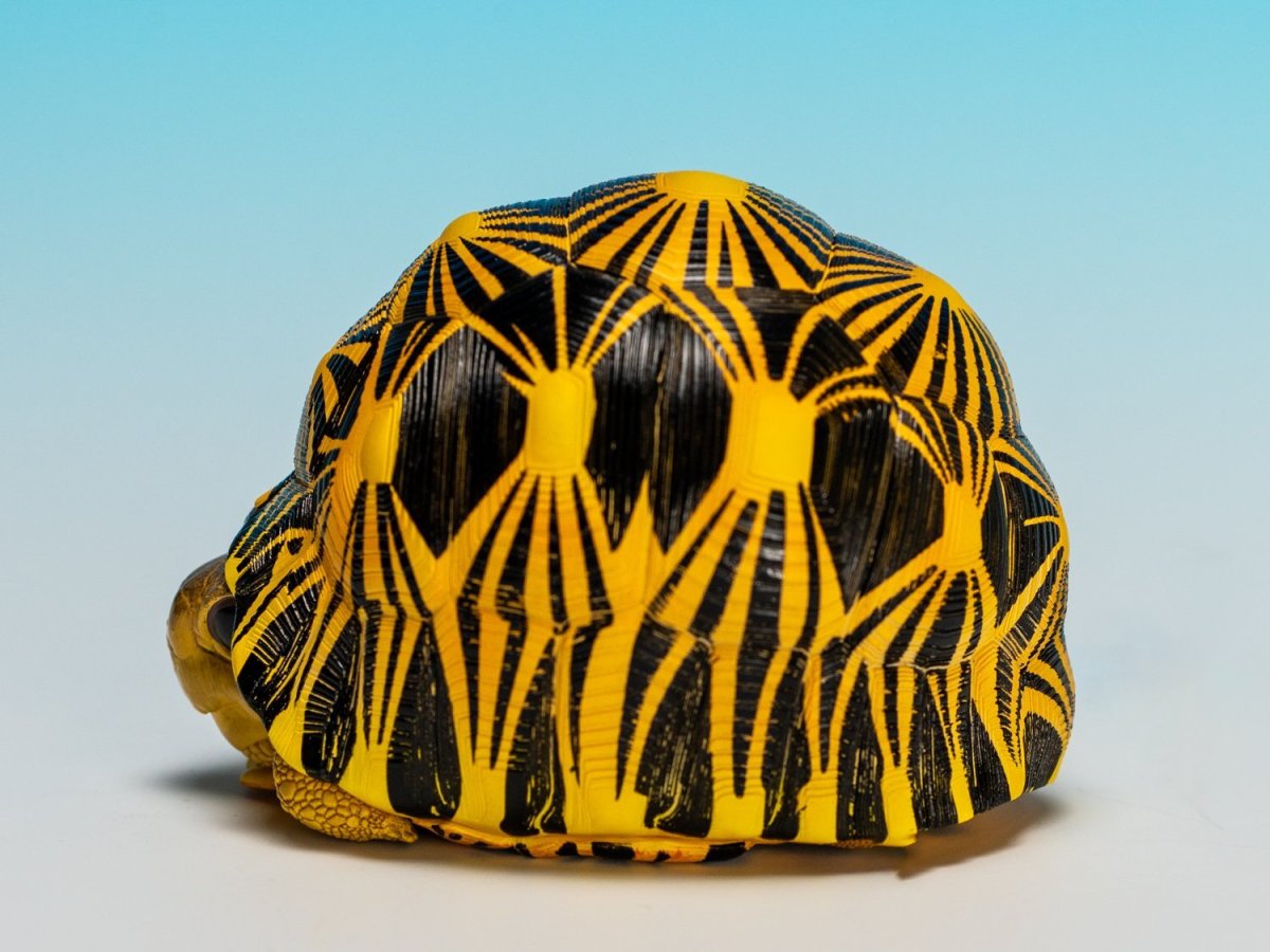 画像5: ホウシャガメ【動画あり】 (5)