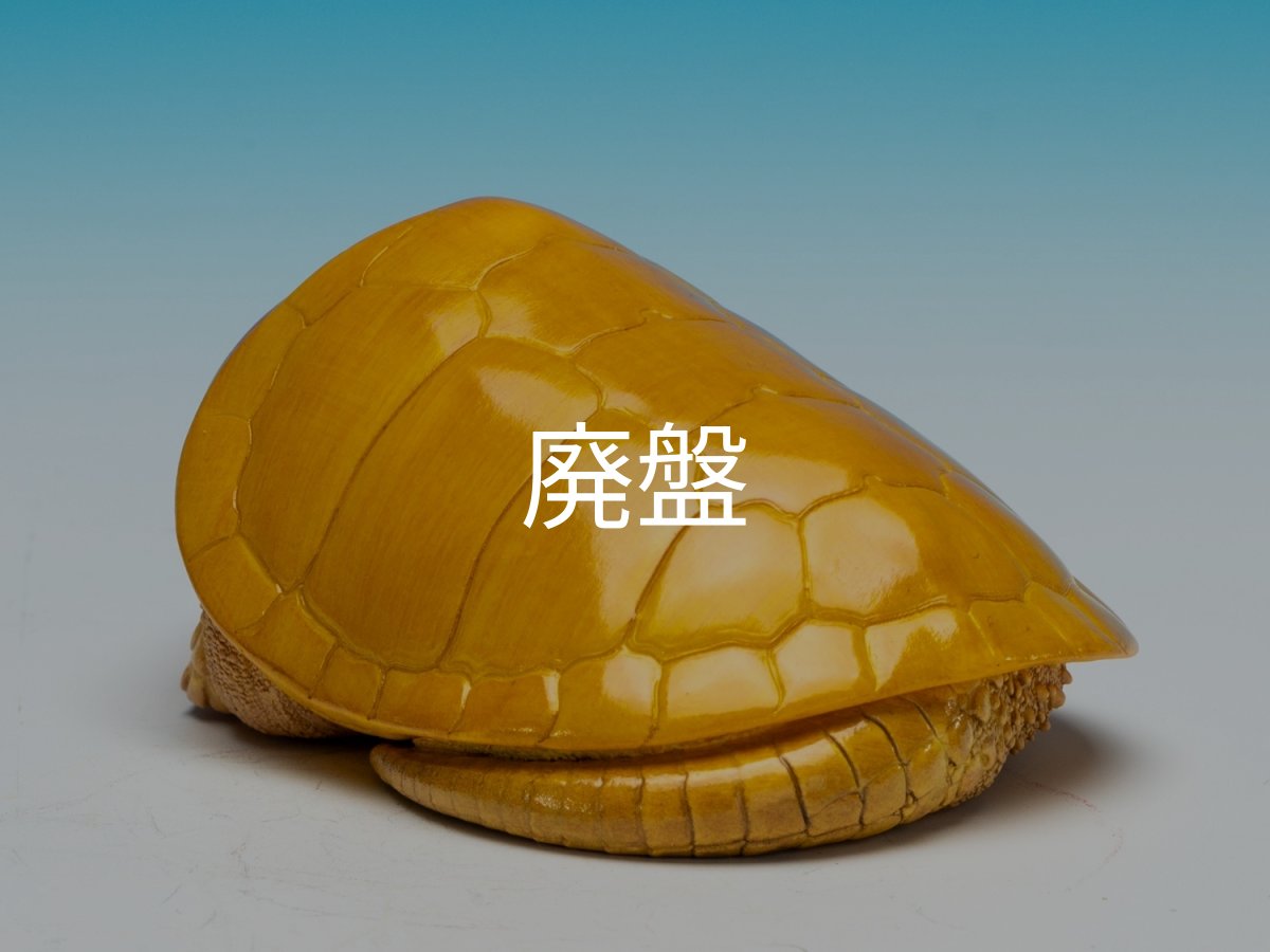 画像7: オオアタマガメ (7)