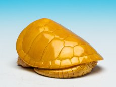画像7: オオアタマガメ (7)