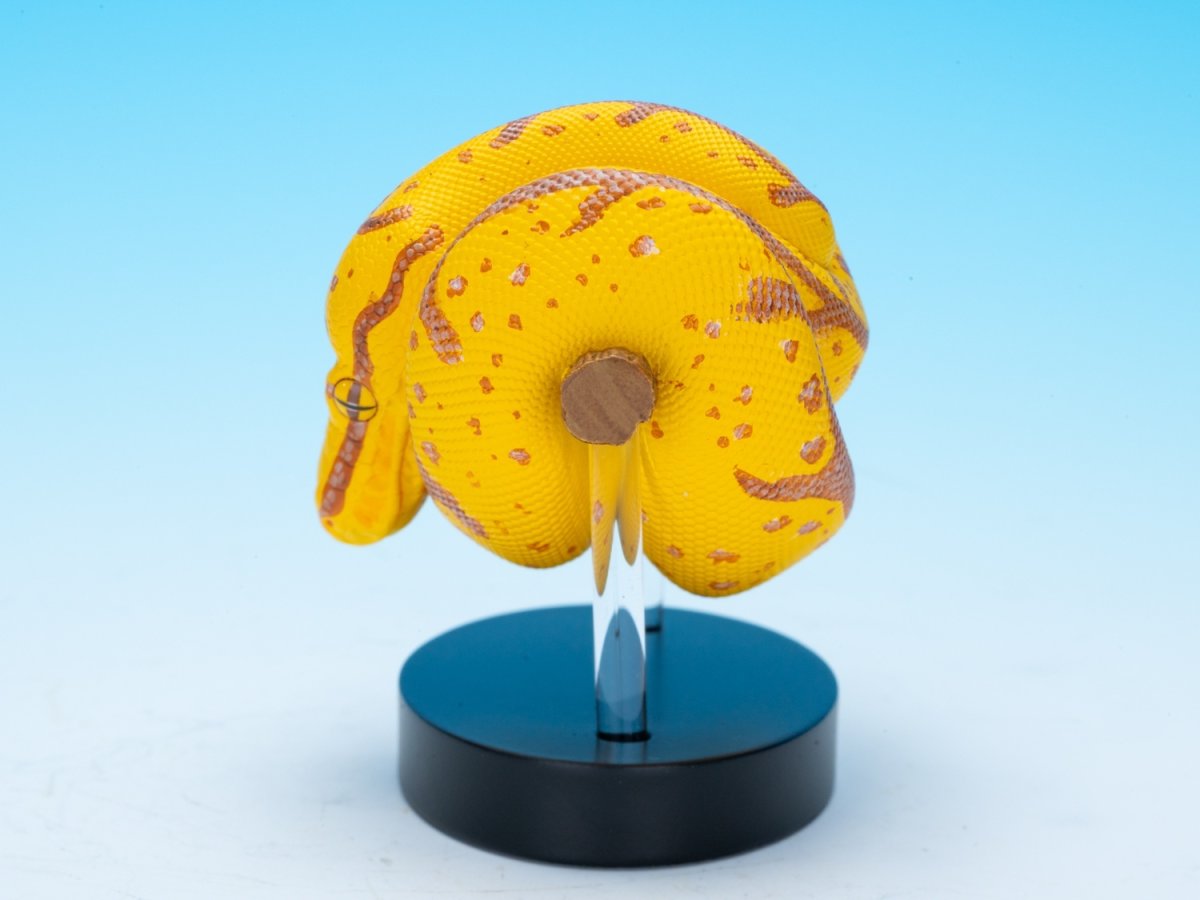 画像2: ミドリニシキヘビ（WF2024限定）【動画あり】 (2)