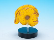 画像2: ミドリニシキヘビ（WF2024限定） (2)