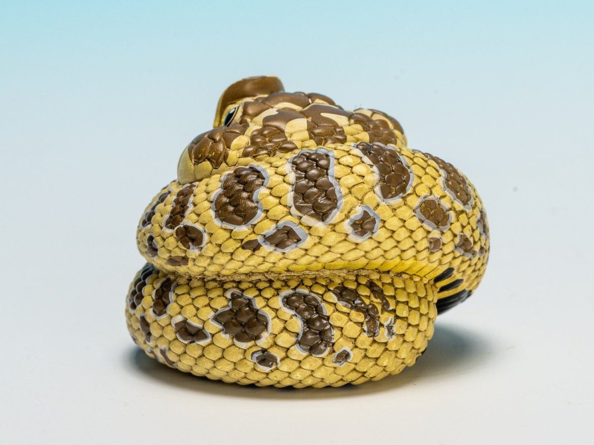 画像6: セイブシシバナヘビ（オリジナル） (6)