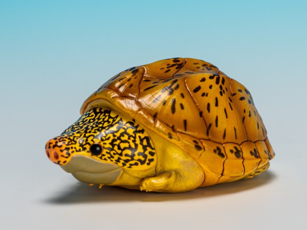 画像6: サルヴィンオオニオイガメ (6)