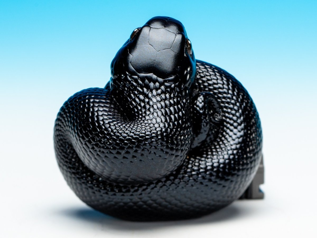 画像9: メキシカンブラックキングスネーク (9)