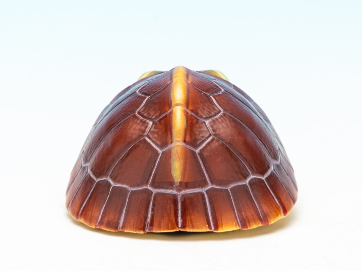 画像7: セマルハコガメ（五周年記念） (7)