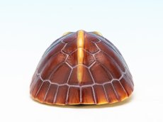 画像7: セマルハコガメ（五周年記念） (7)