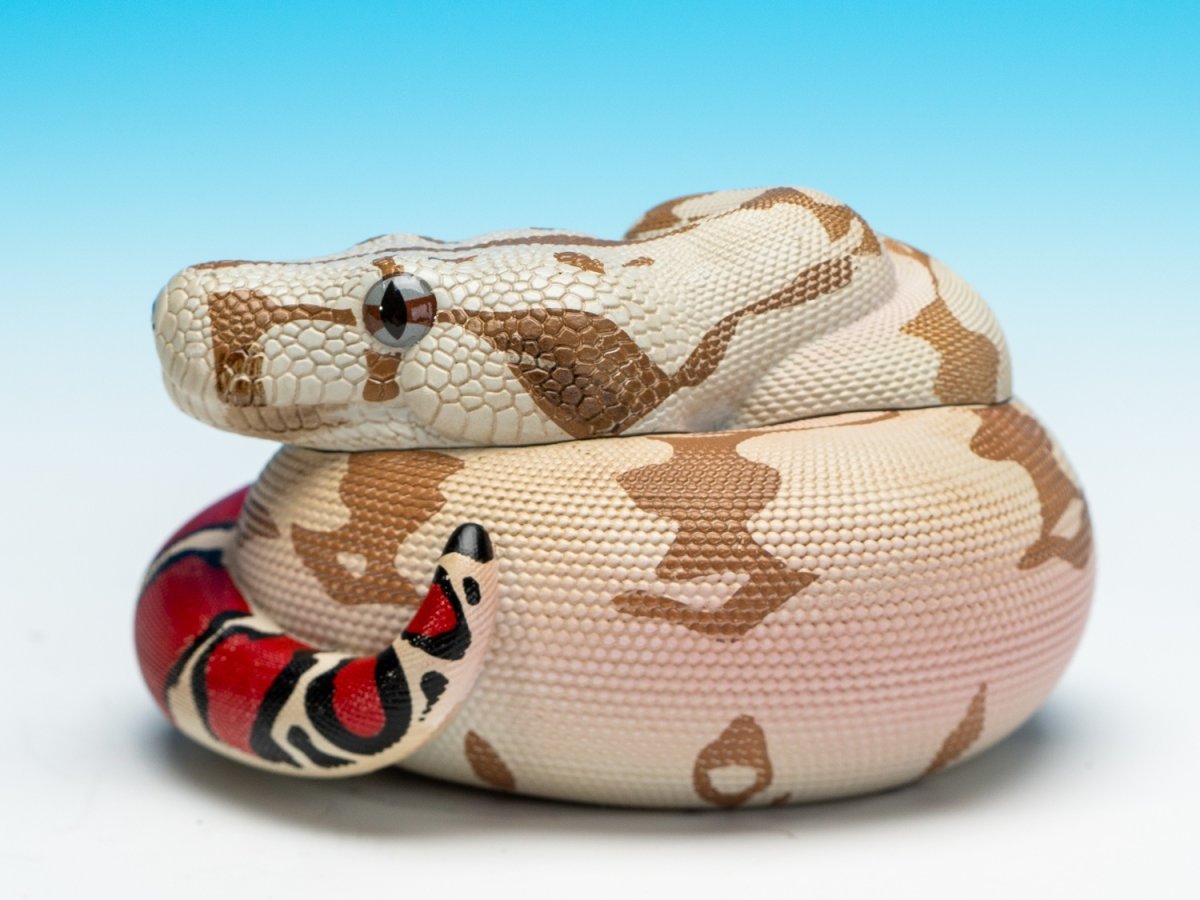 画像5: ガイアナボアコンストリクター (5)