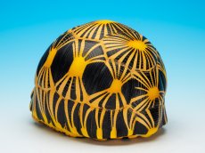 画像5: ホウシャガメ　PLUS (5)