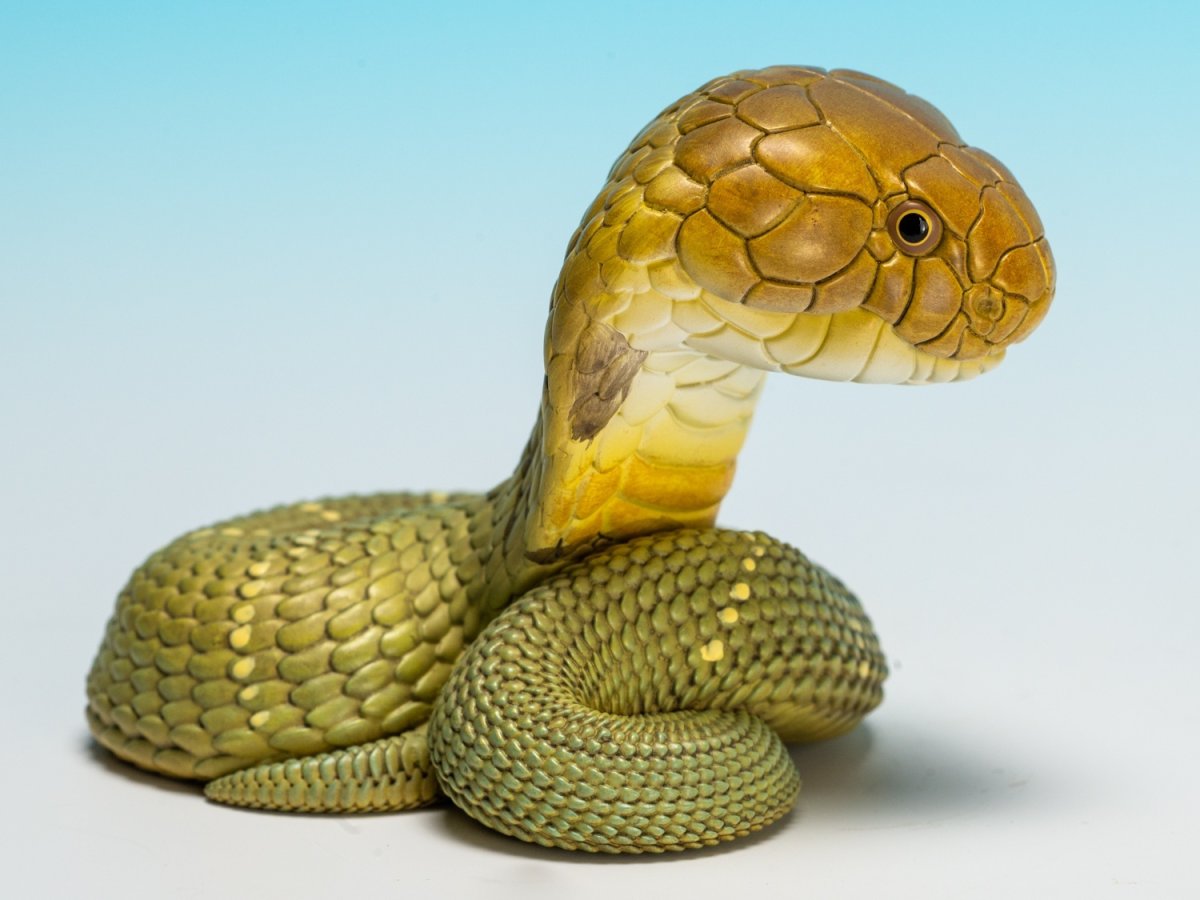 画像2: キングコブラ (2)